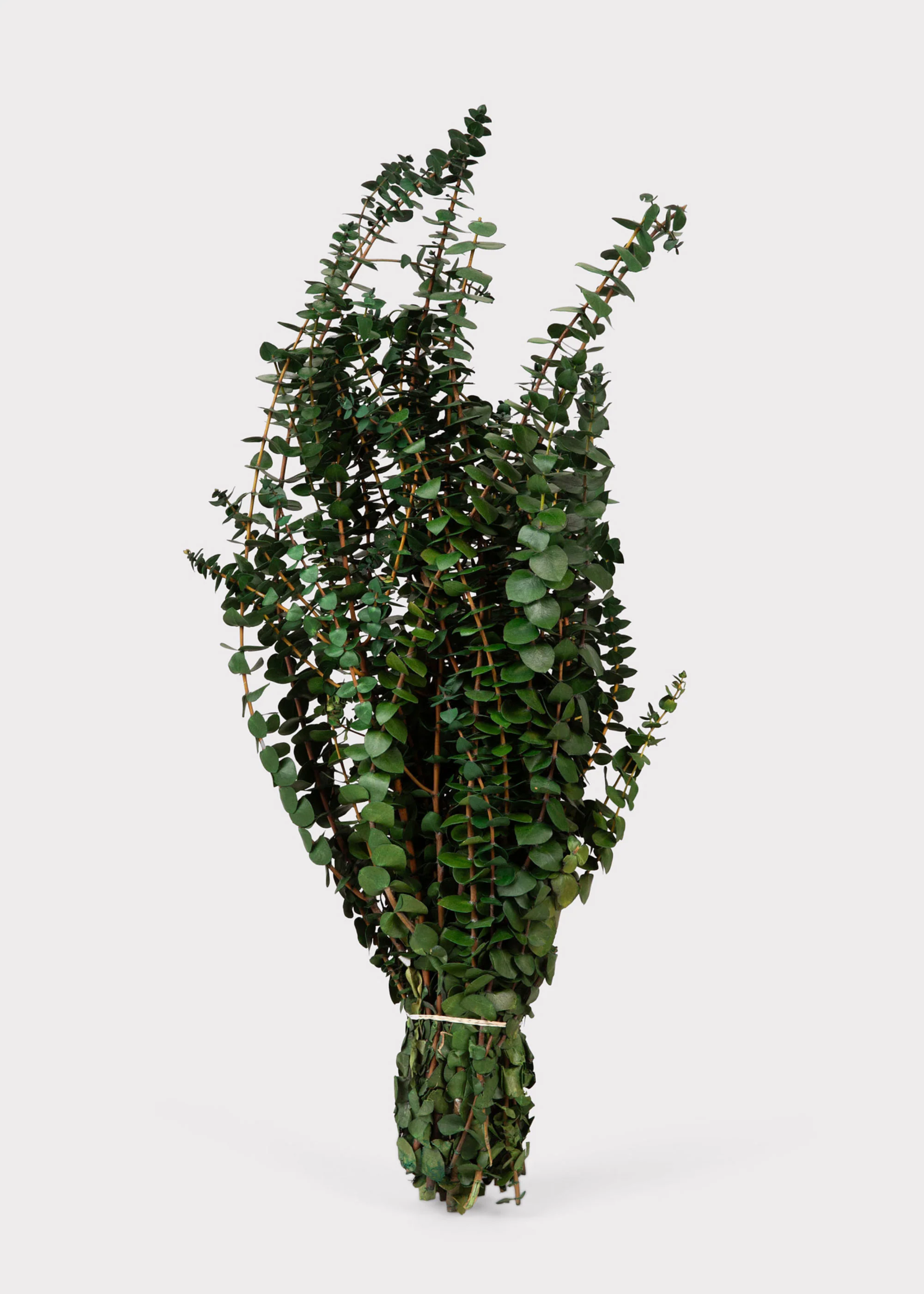 Preserved Eucalyptus Bundle - 1 lb