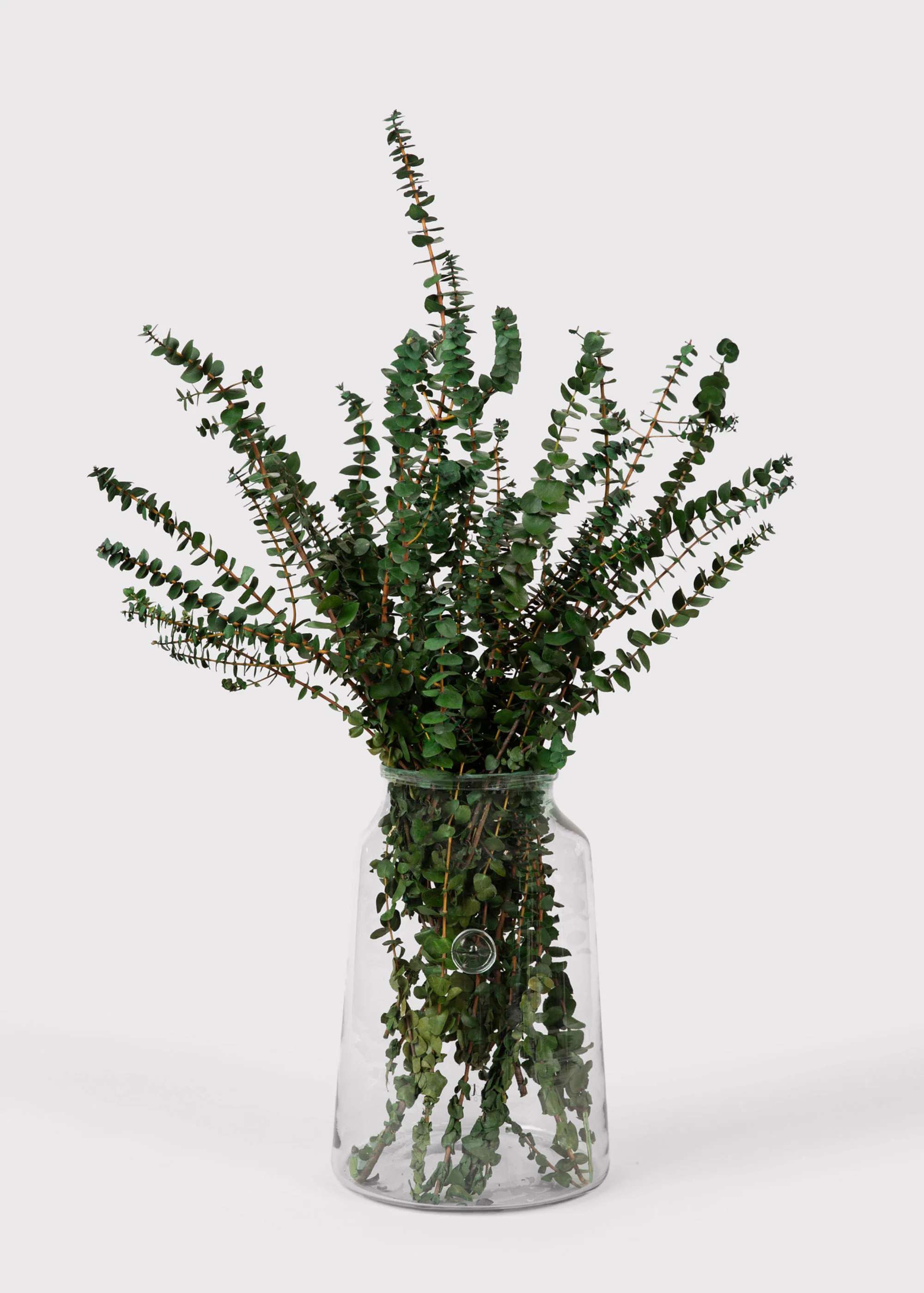 Preserved Eucalyptus Bundle - 1 lb - Image 2