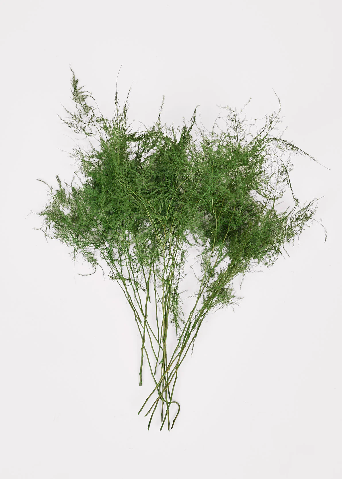 Preserved Asparagus Plumosus Fern  - 12"-28" - Image 3