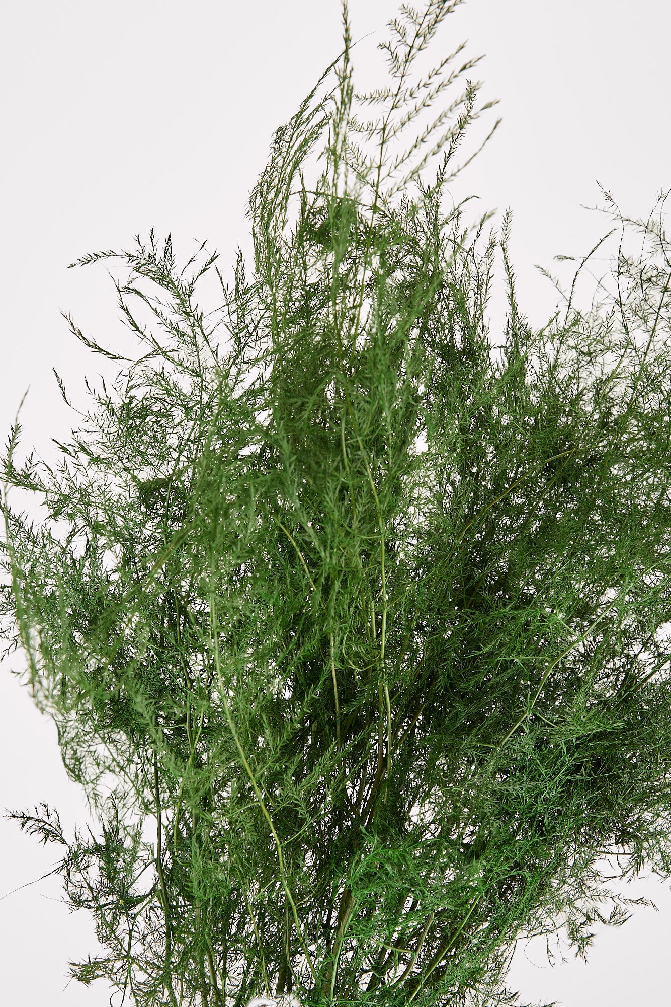 Preserved Asparagus Plumosus Fern  - 12"-28" - Image 5