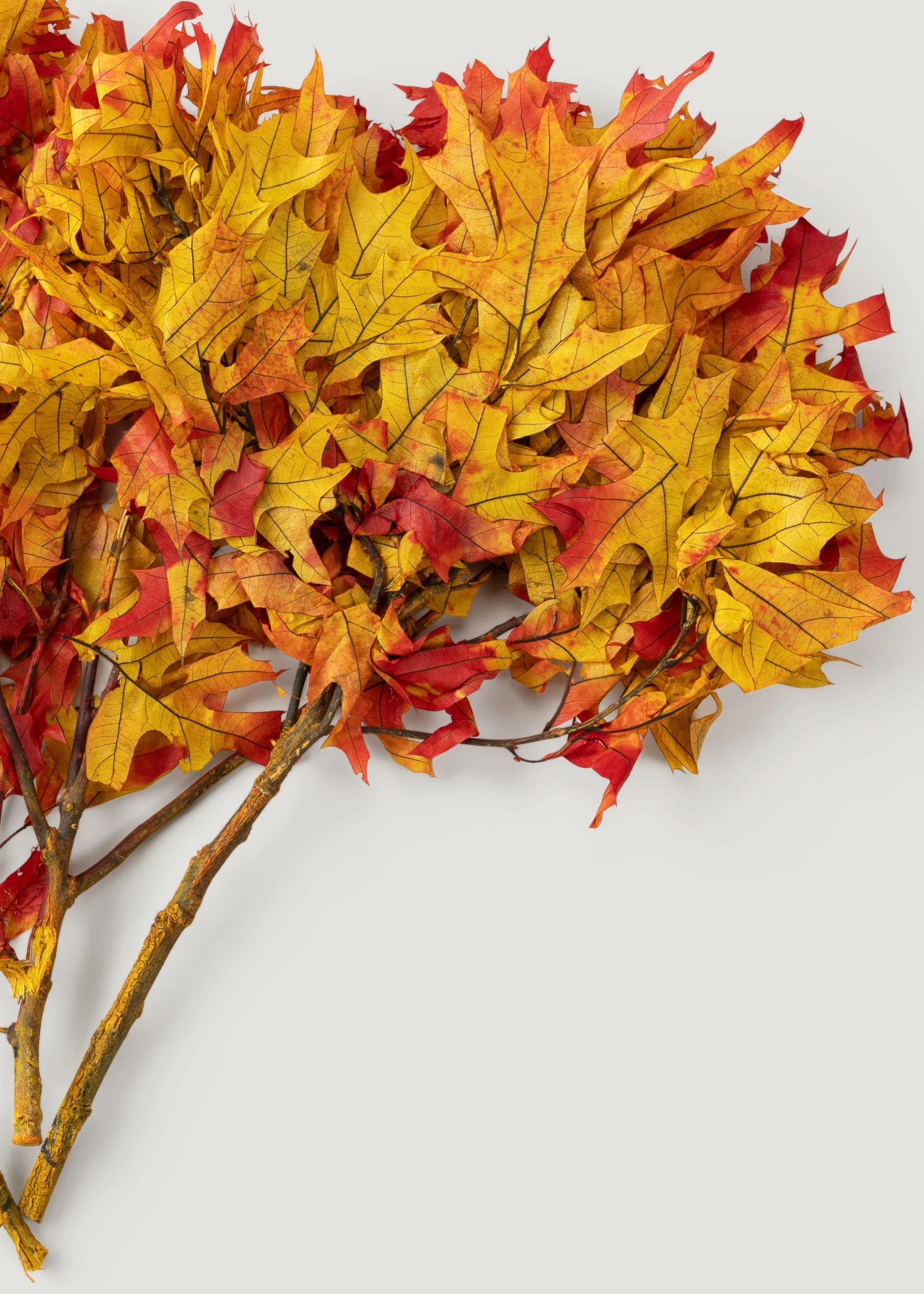 Preserved Fall Oak Leaves in Autumn Red Orange - 1 lb - 22" Long - Image 3