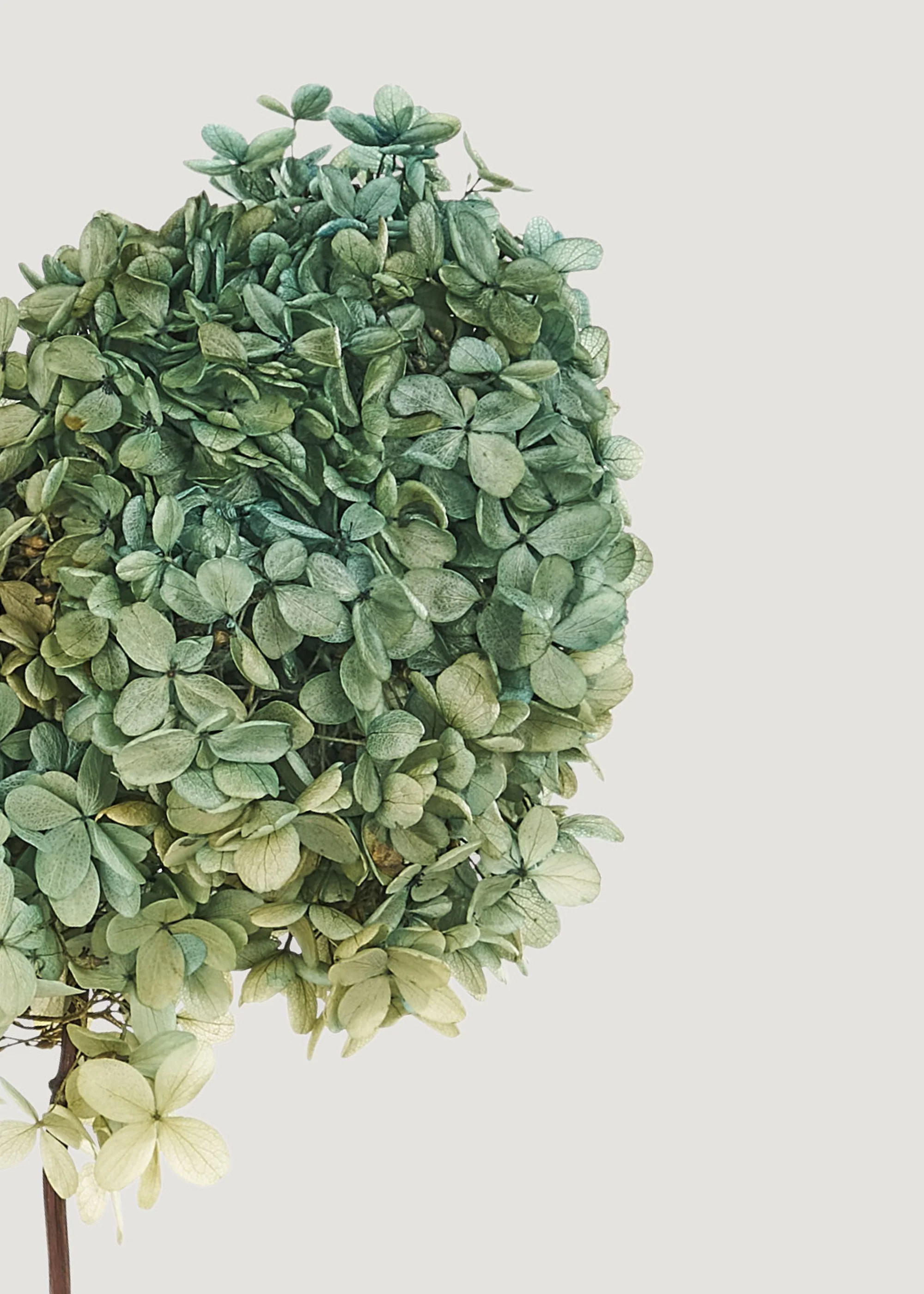 Preserved Flower Bundle of 3 Blue and Green Hydrangea Stems - Image 2