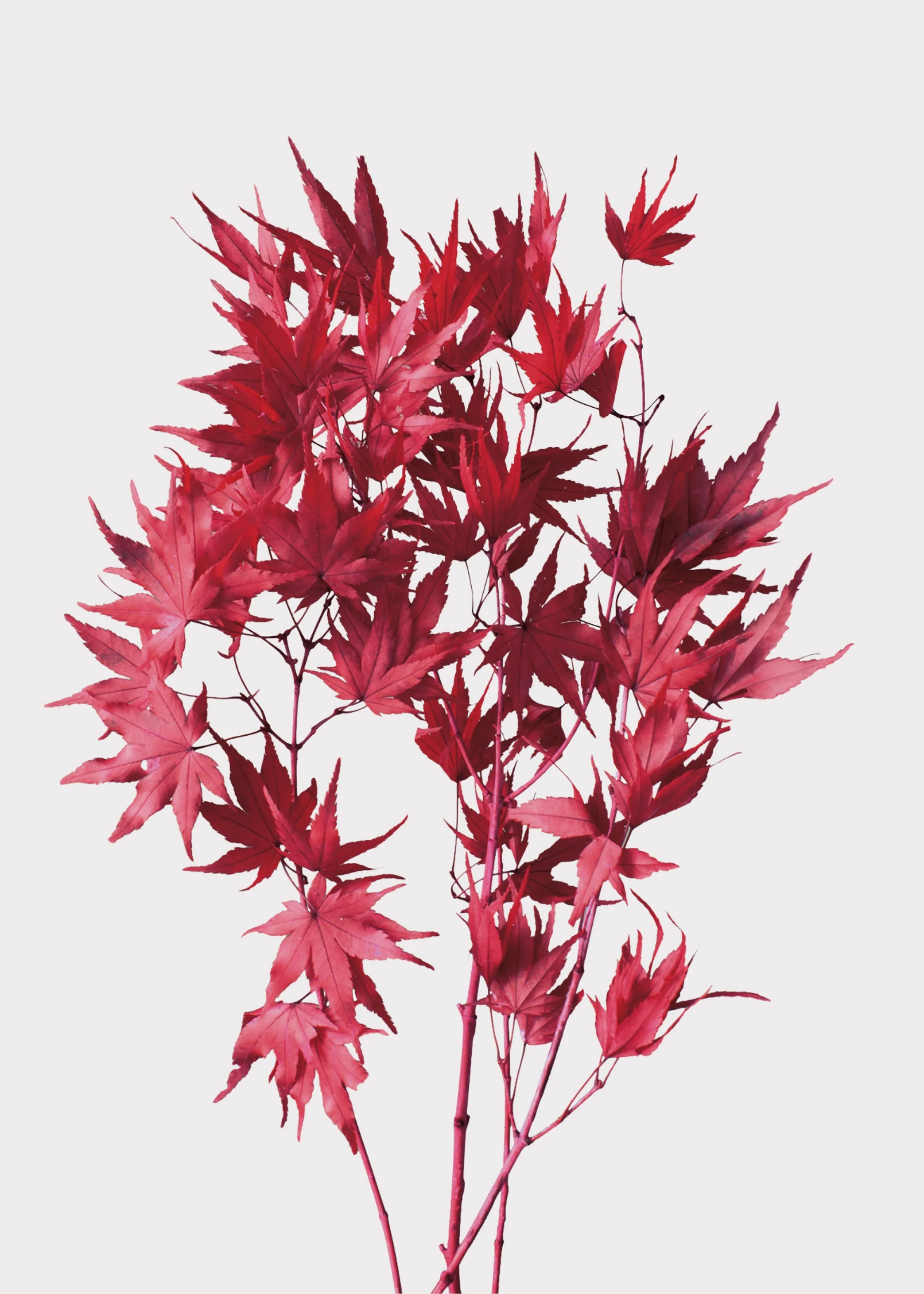 Preserved Japanese Maple Fall Leaf Bunch in Red - 12-16"