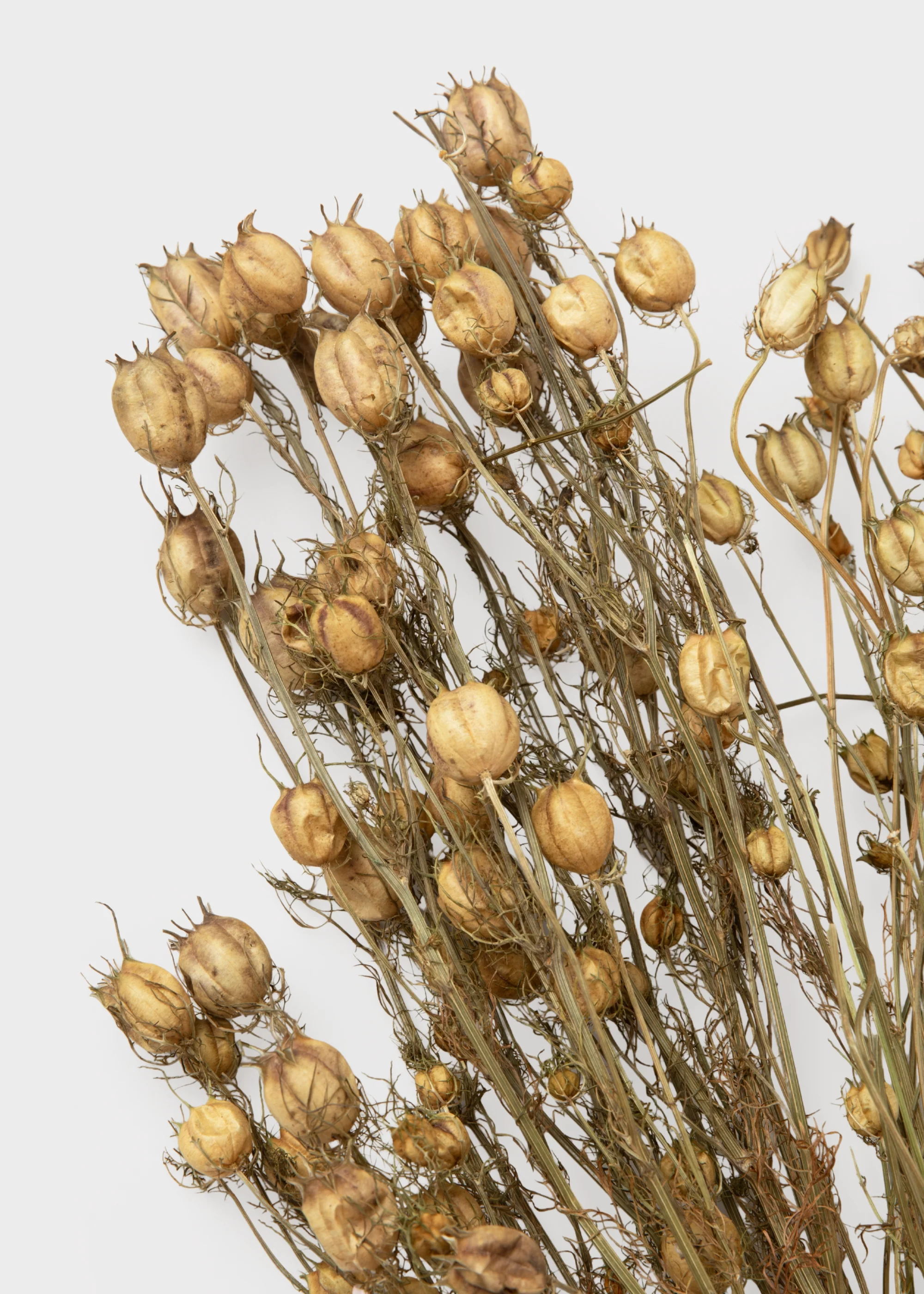 Purple and Green Natural Dried Nigella Flowers - 1.5 oz Bunch - Image 3