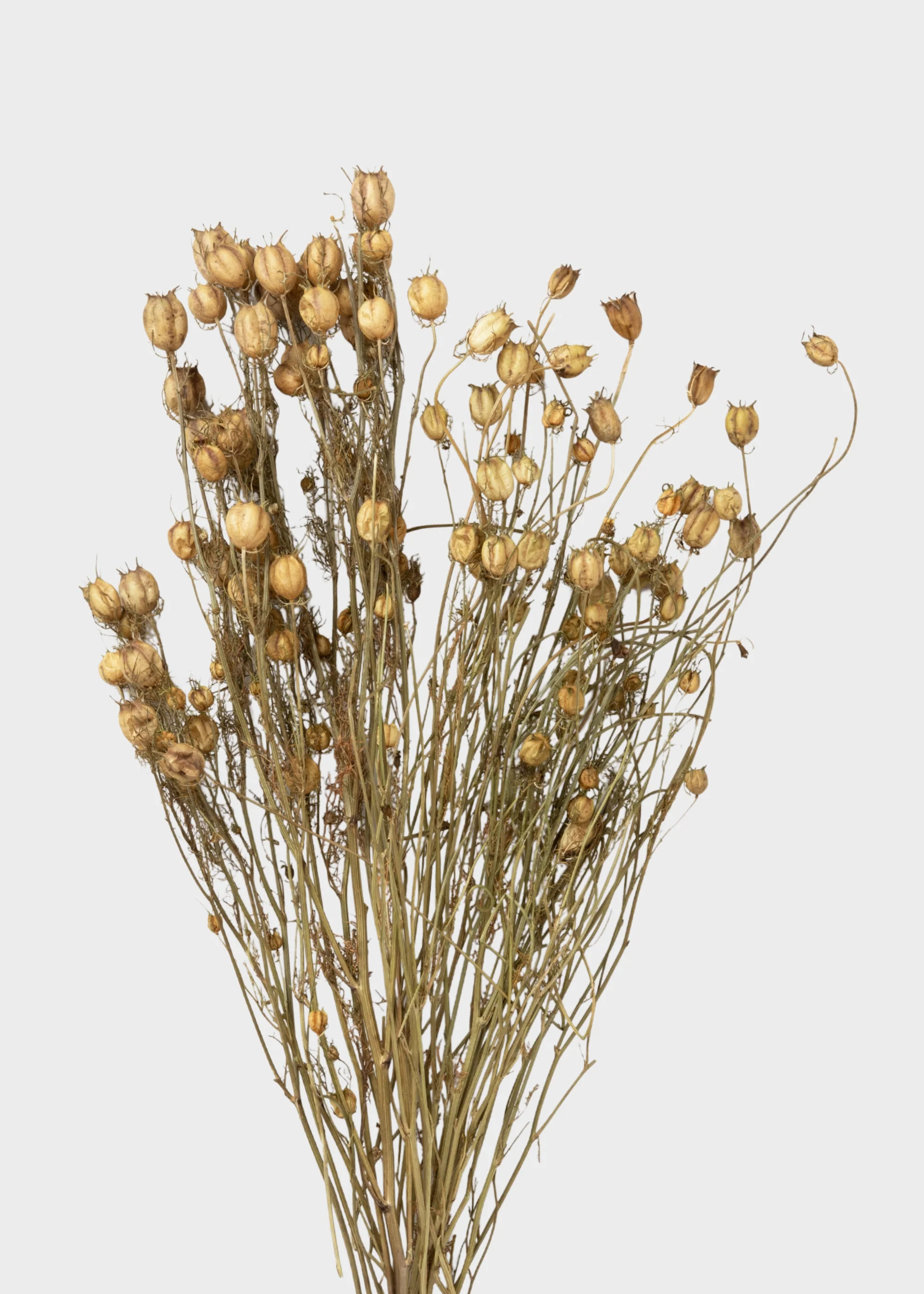 Purple and Green Natural Dried Nigella Flowers - 1.5 oz Bunch - Image 4