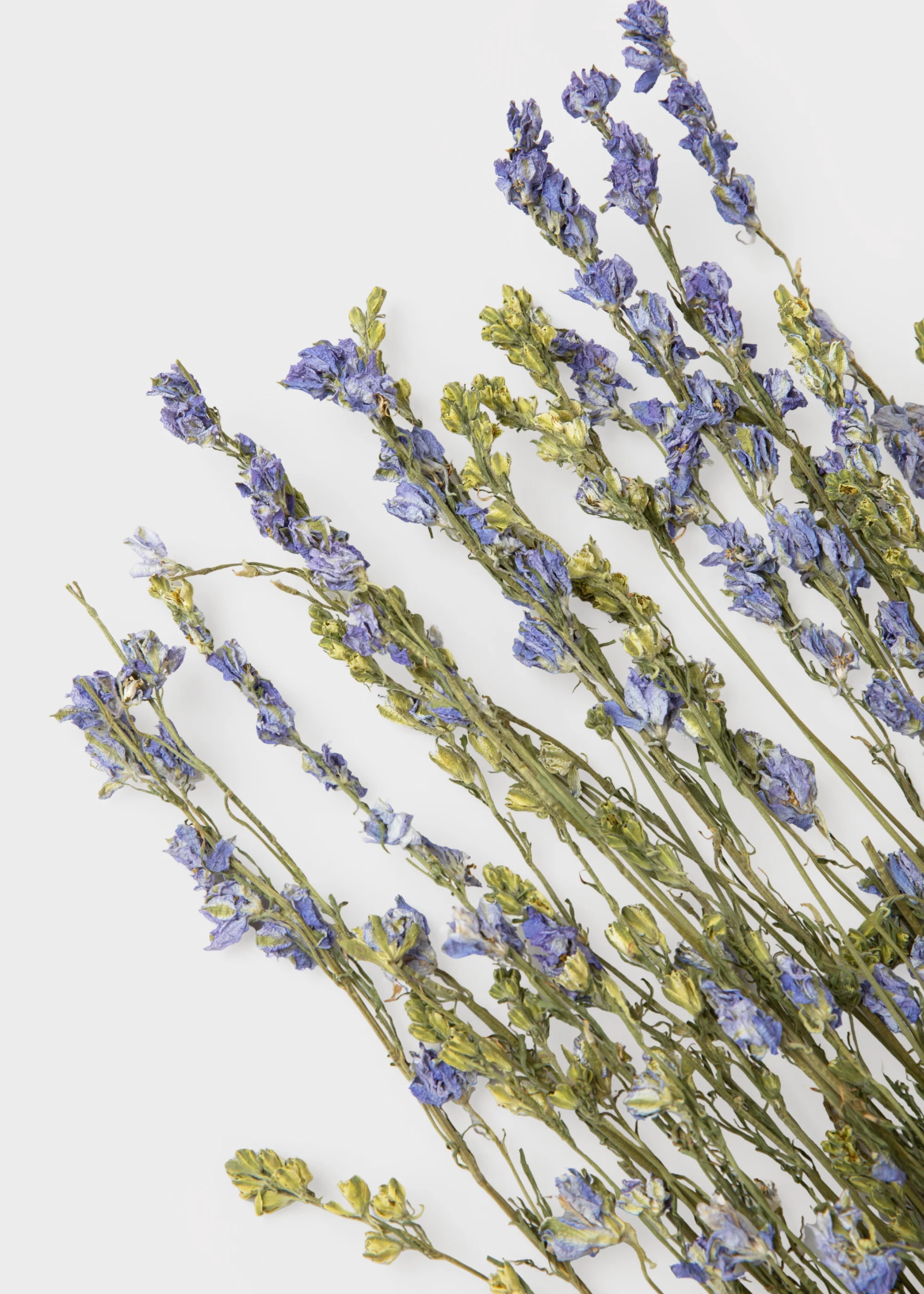 Purple Dried Larkspur Wildflower Bundle of 10 Stems - Image 4
