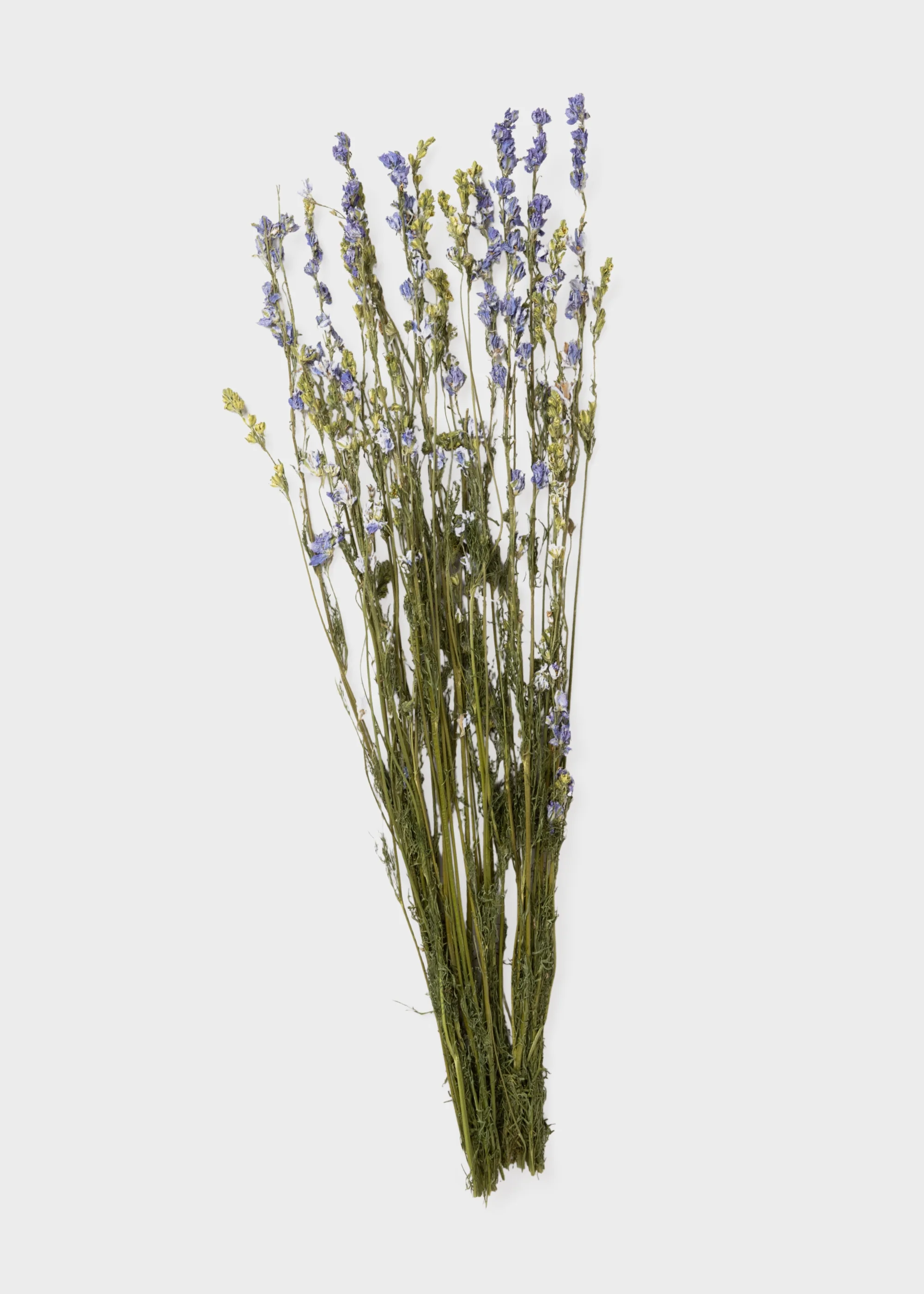 Purple Dried Larkspur Wildflower Bundle of 10 Stems - Image 5