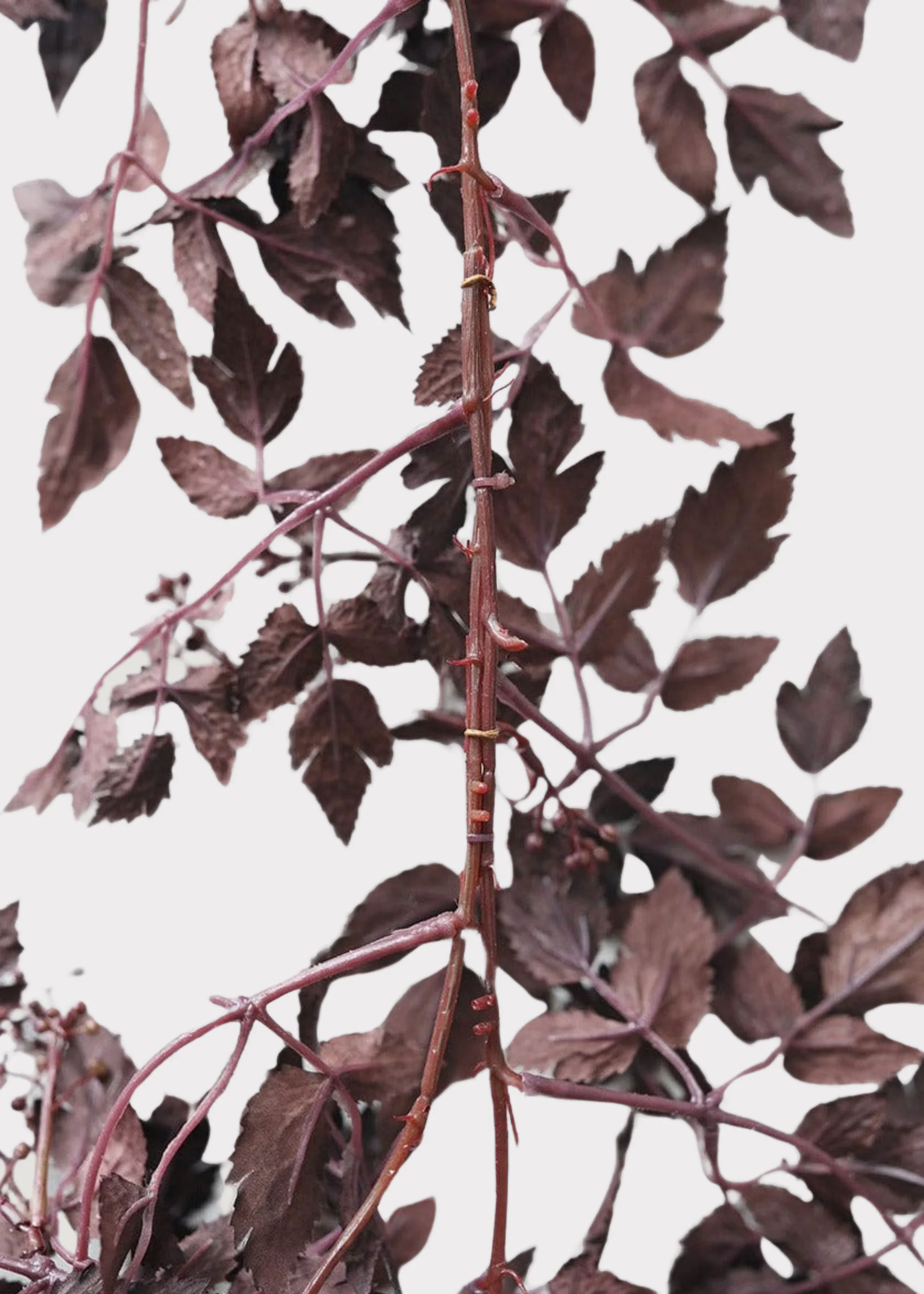 Plum Cimicifuga Seeded Garland - 6' - Image 4