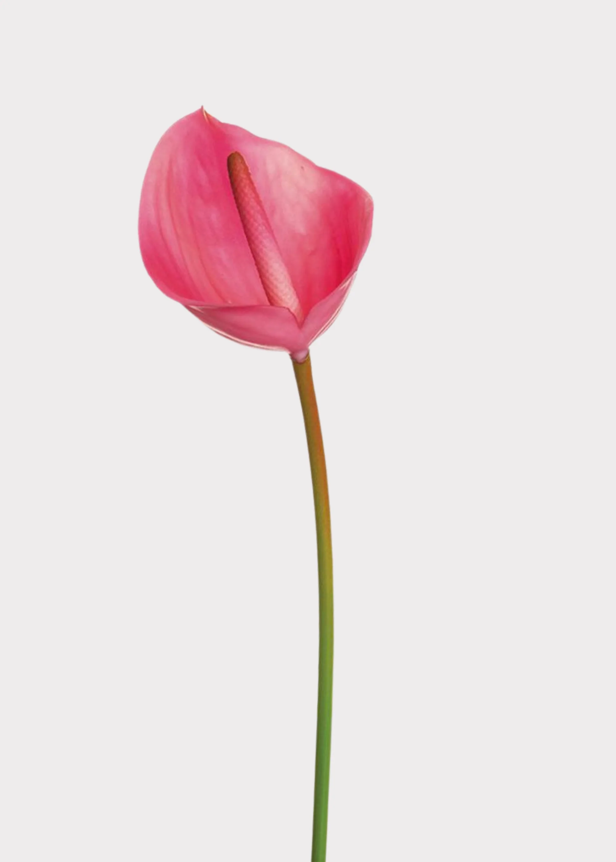 Real Touch Anthurium Tropical Fake Flower in Magenta Pink - 23.5"