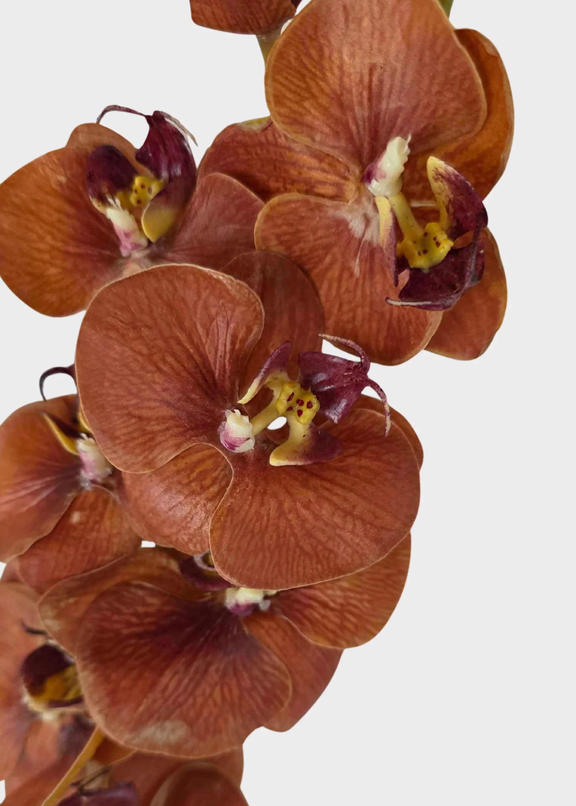 Real Touch Fake Phalaenopsis Orchid in Fall Burnt Orange Hue - 31" - Image 2