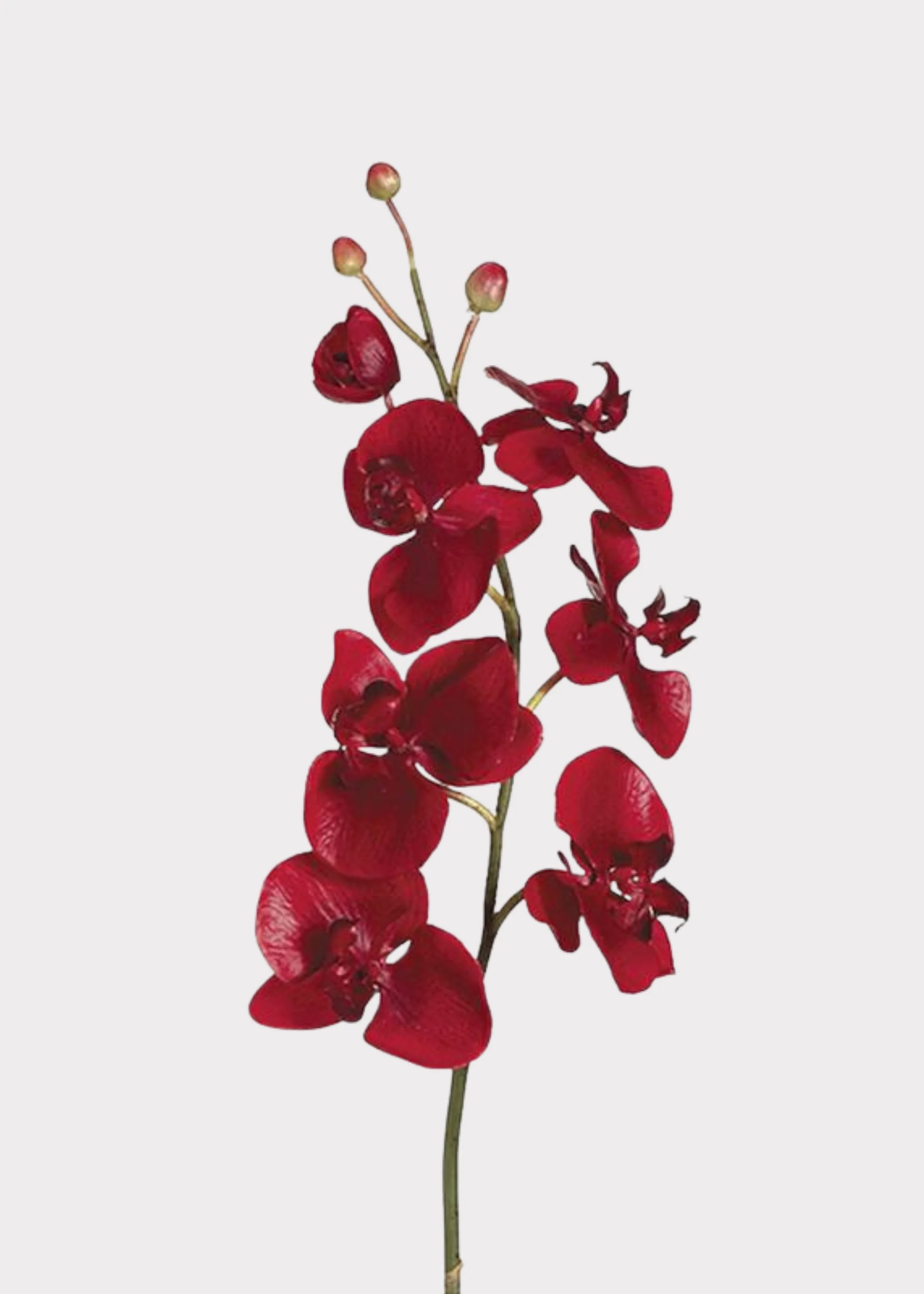 Red Artificial Phalaenopsis Orchid - 38"