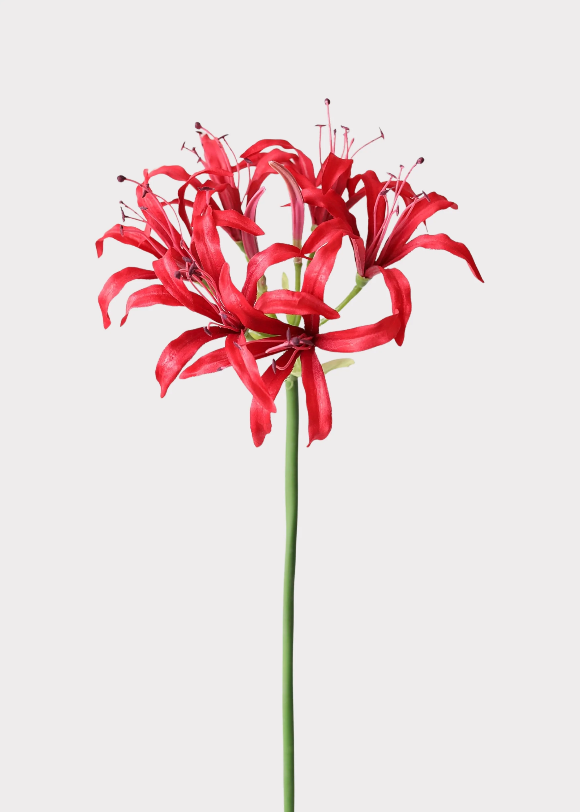 Red Nerine Spider Lily Artificial Flower - 29"