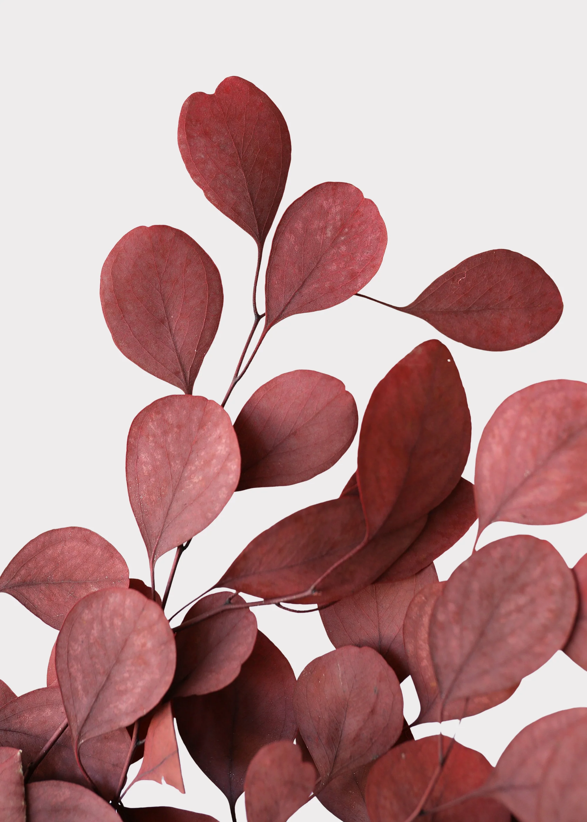 Red Preserved Populus Eucalyptus Bunch - 15" - Image 4