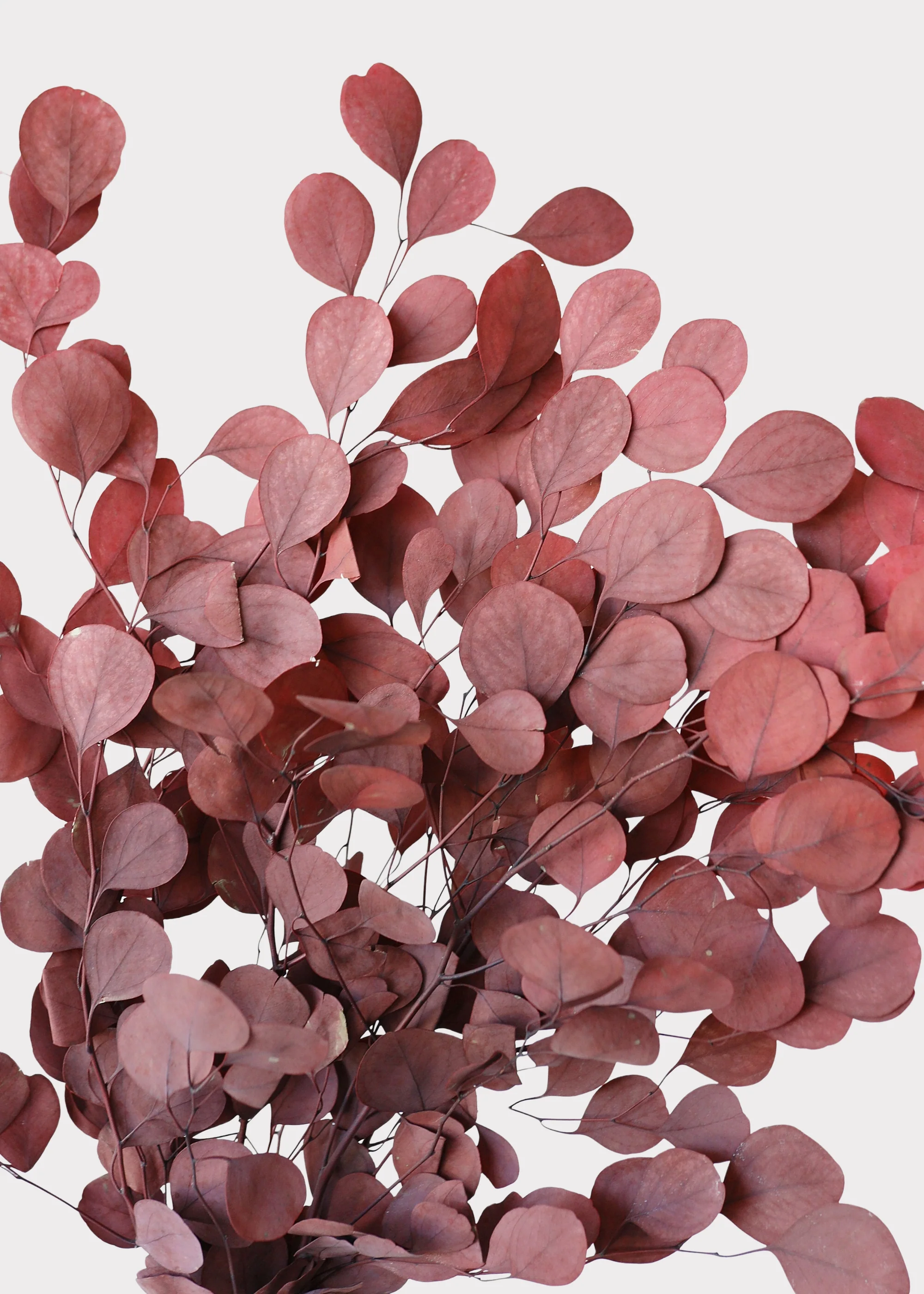 Red Preserved Populus Eucalyptus Bunch - 15" - Image 5