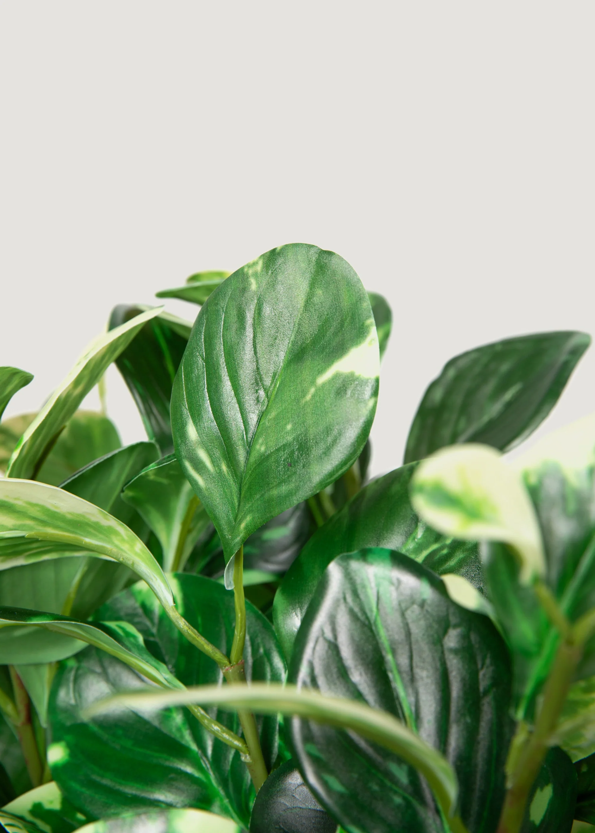 Small Artificial Peperomia Plant in Variegated Green - 16" - Image 3