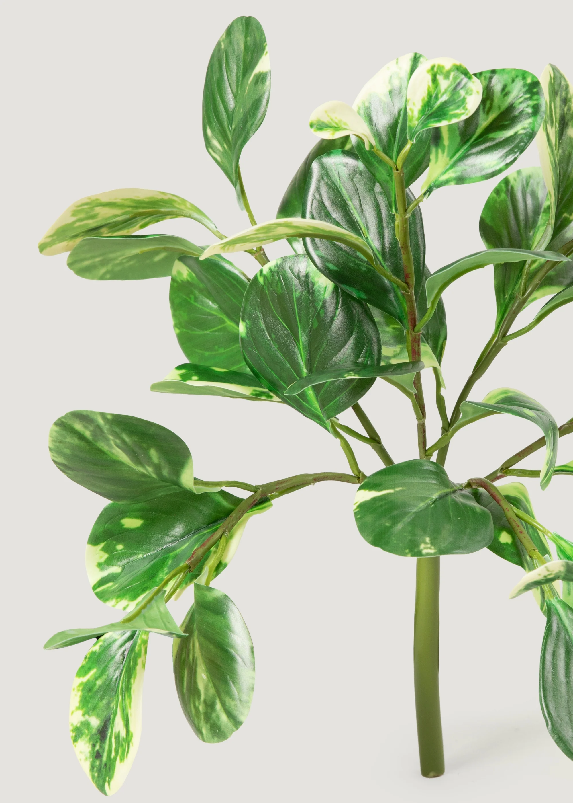 Small Artificial Peperomia Plant in Variegated Green - 16" - Image 4
