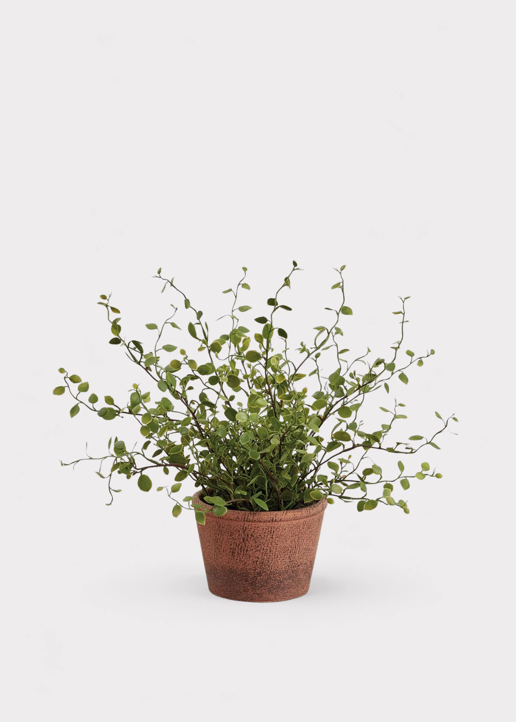 Small Artificial Plant Maidenhair Creeping Vine in Pot - 10.5"