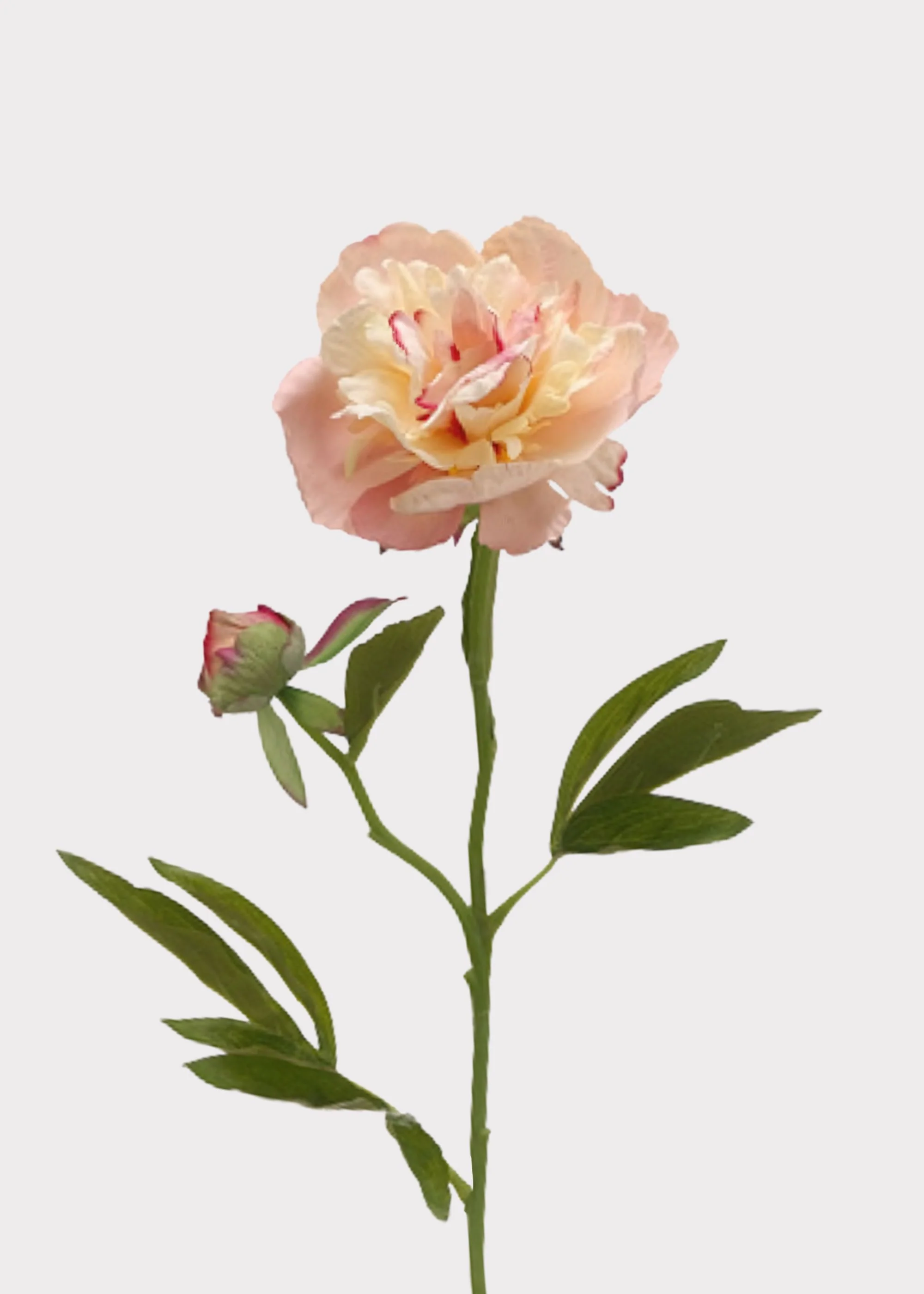 Blushing Nectar Faux Peony Flower - 22"