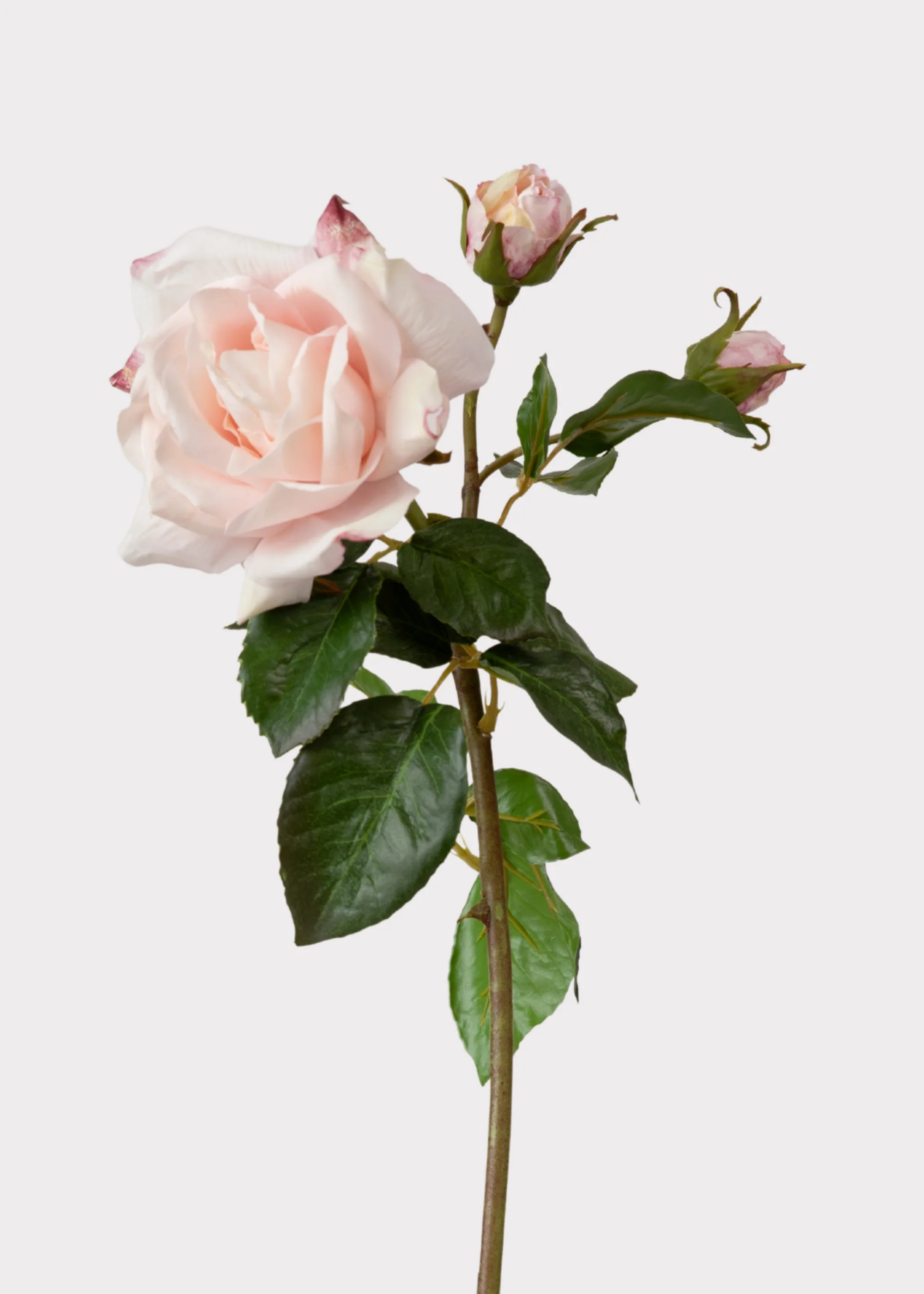 Soft Pink Real Touch Fake Juliet English Rose - 22"