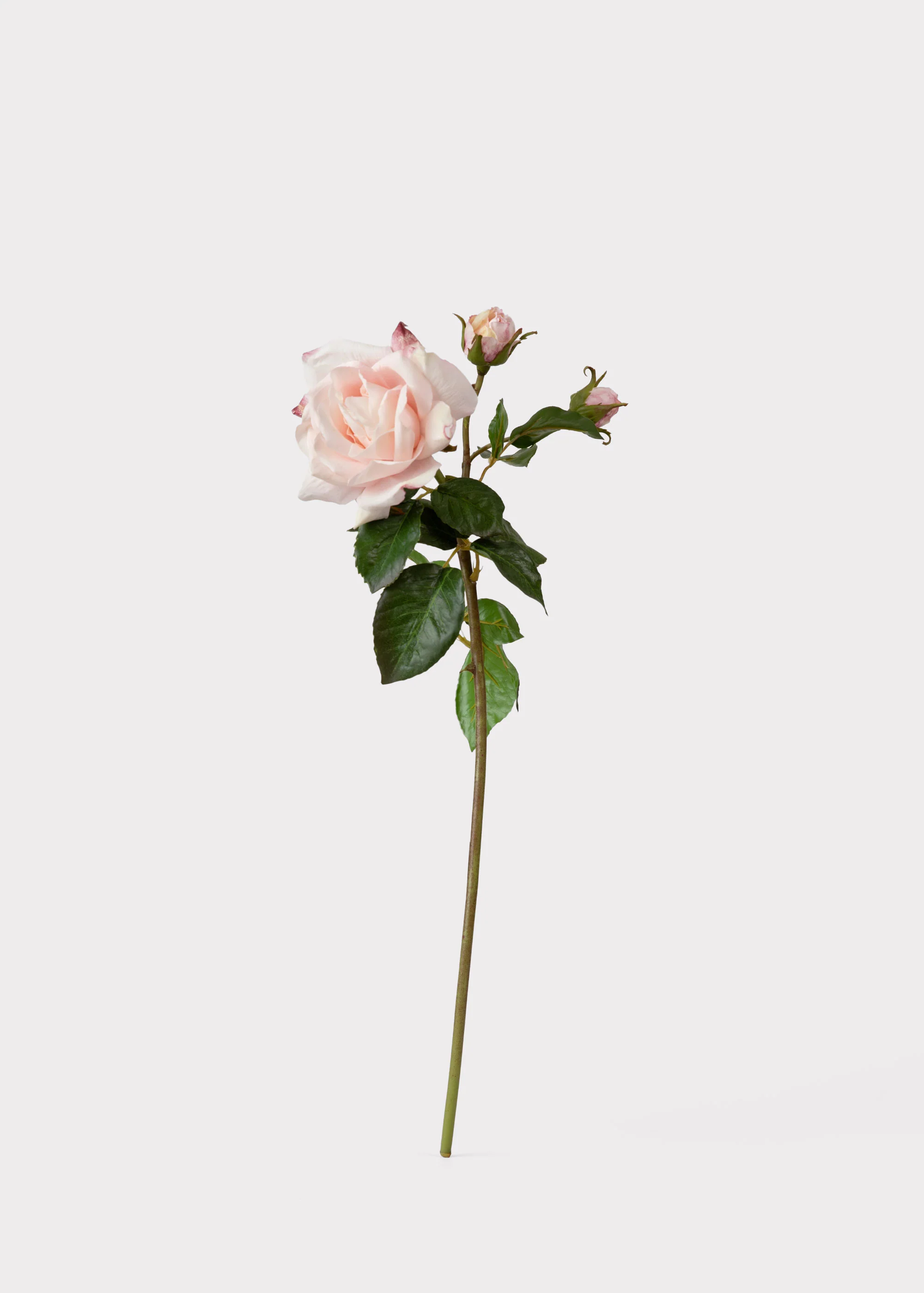 Soft Pink Real Touch Fake Juliet English Rose - 22" - Image 4