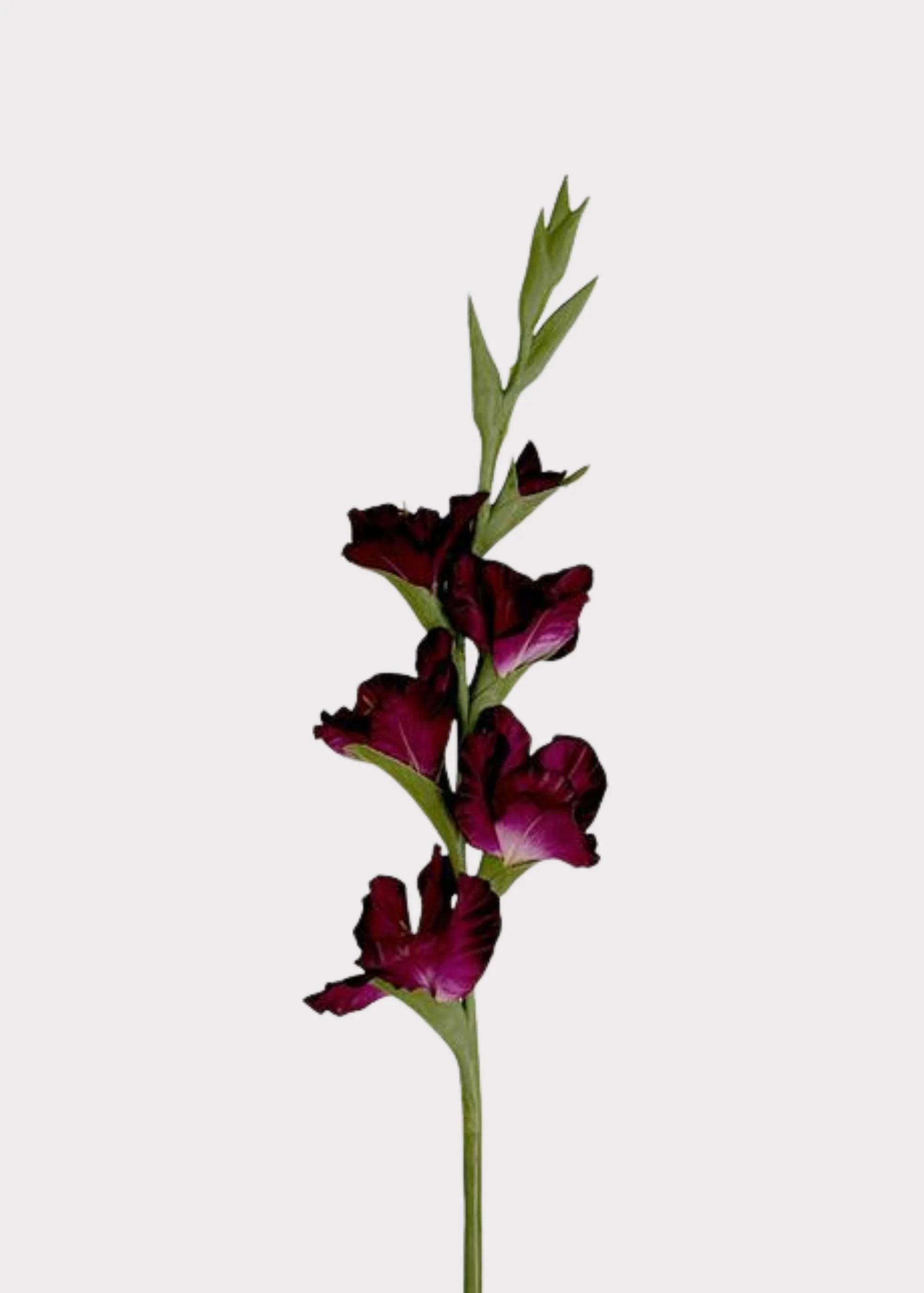 Tall Plum Purple Fake Gladiolus Flower Stem - 34"