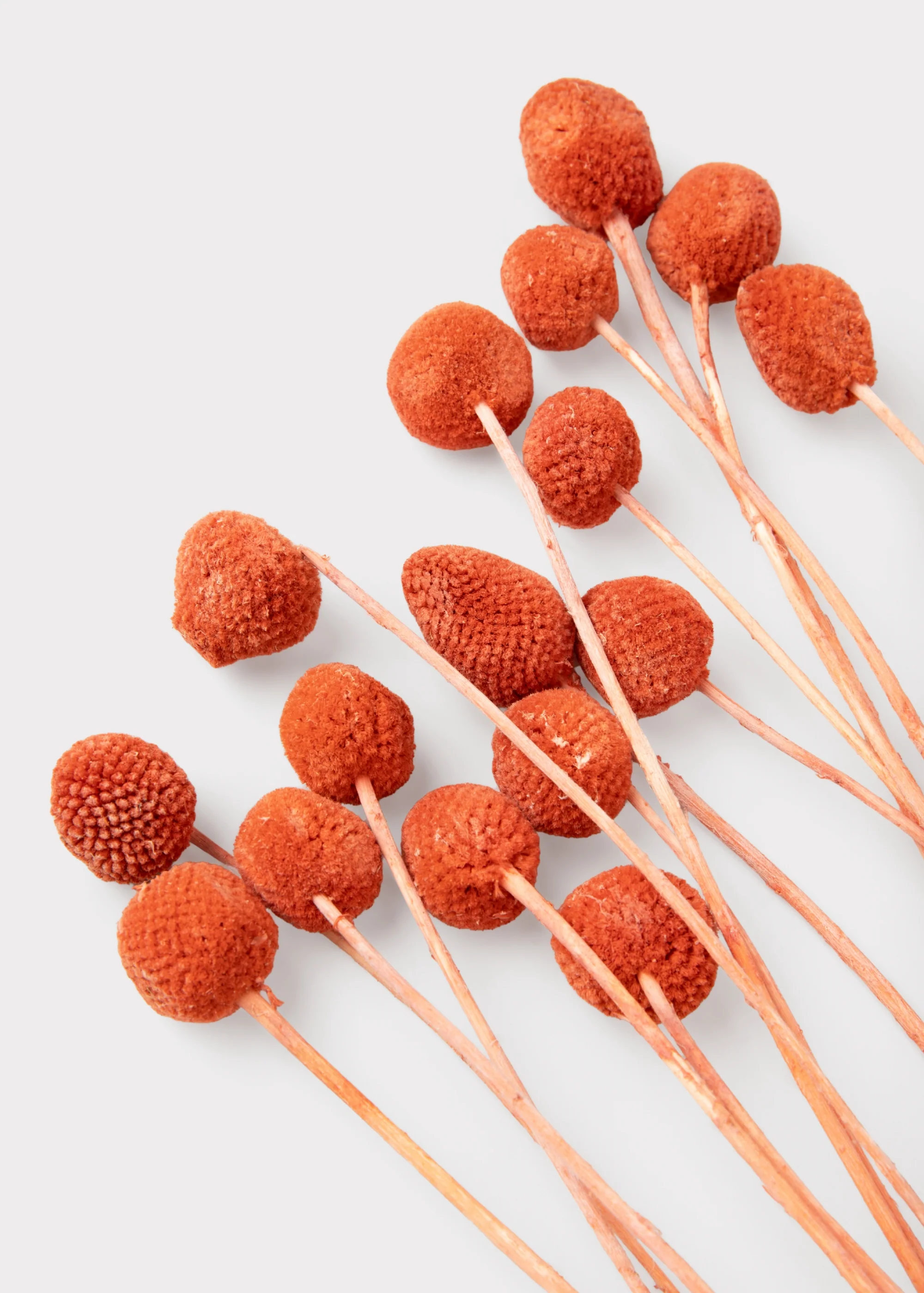 Orange Dried Billy Button Flower Bundle of 20 Stems - Image 3