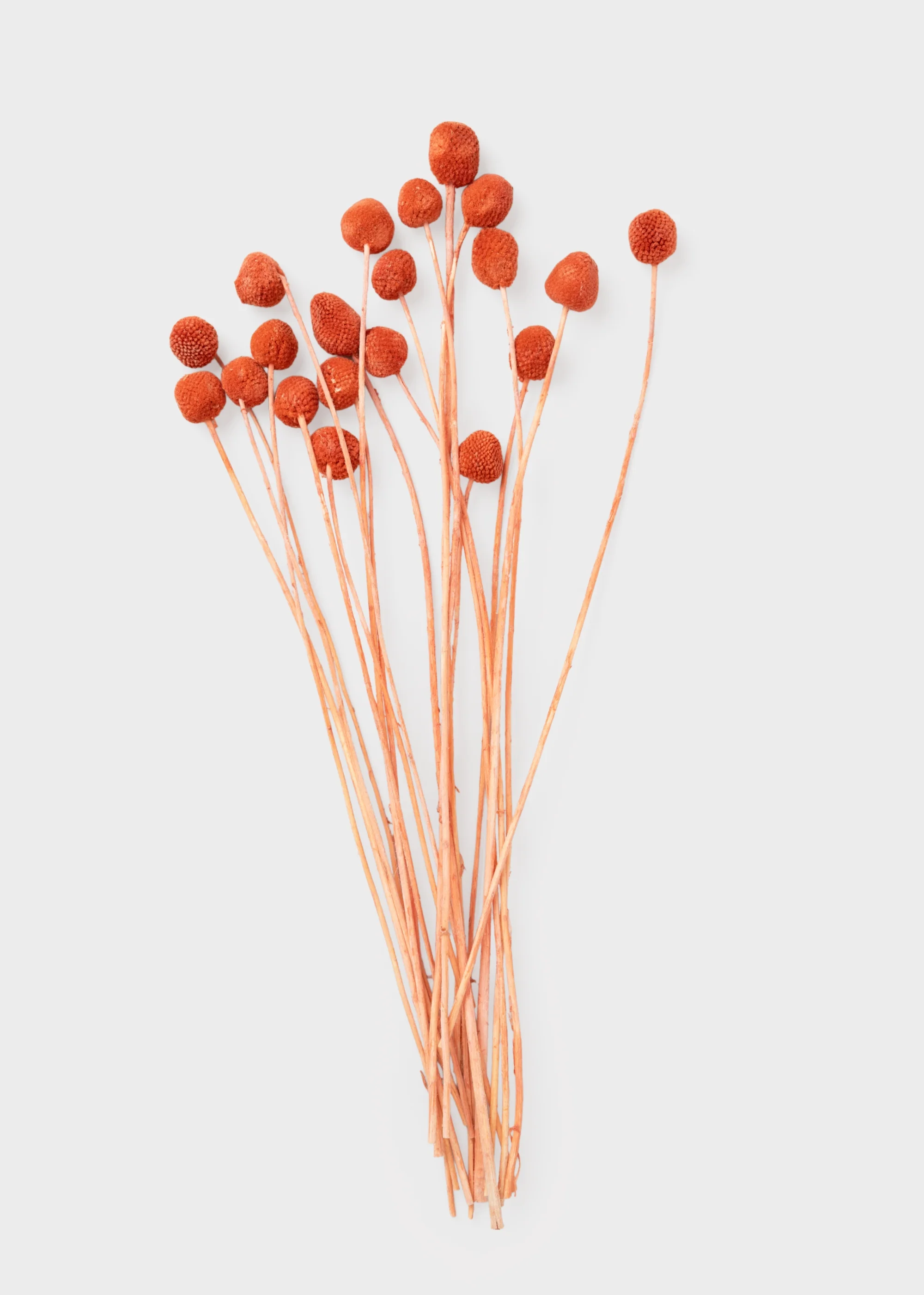 Orange Dried Billy Button Flower Bundle of 20 Stems - Image 4