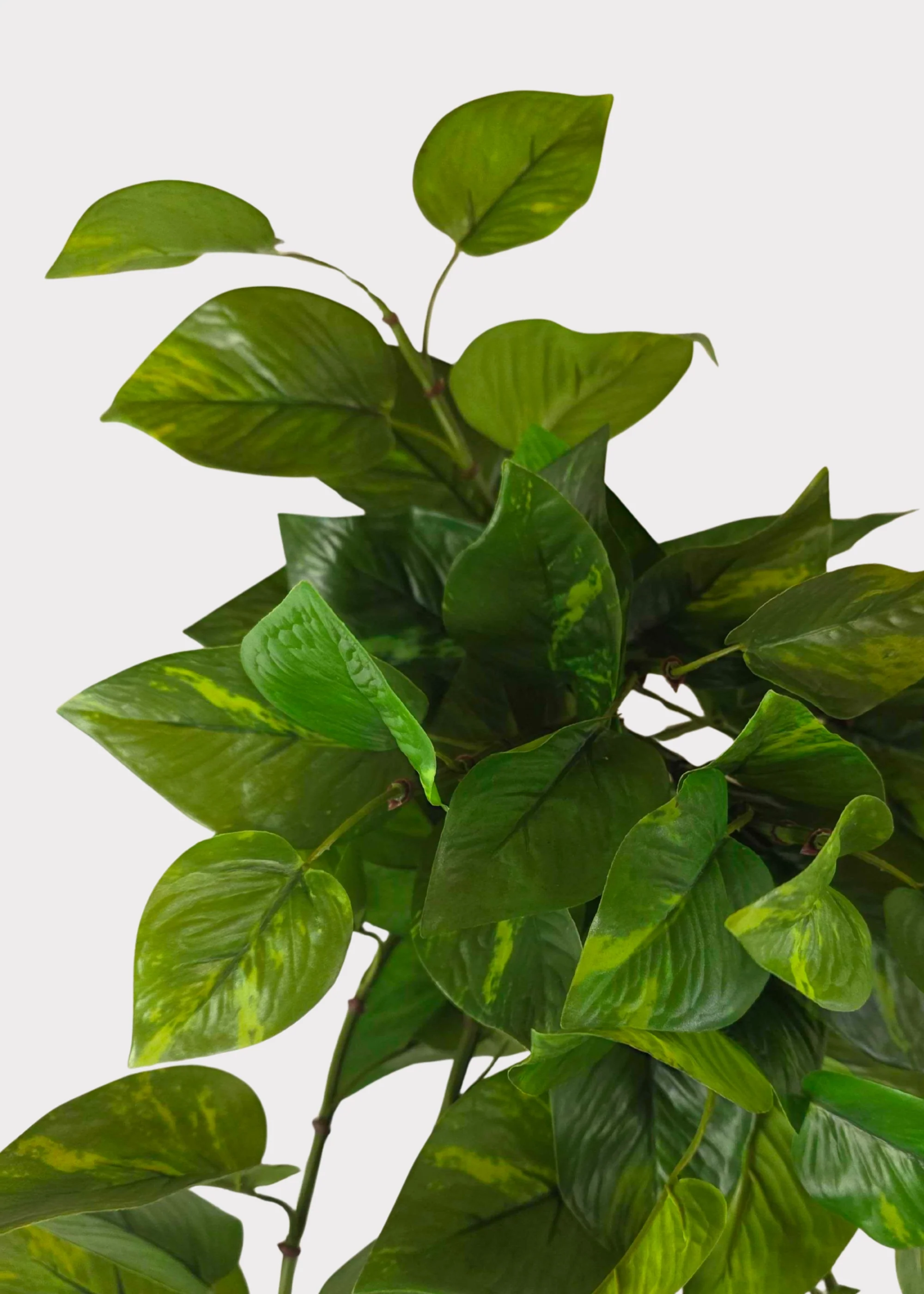 UV Treated Natural Touch Hanging Pothos Indoor/Outdoor Plant - 36" - Image 2