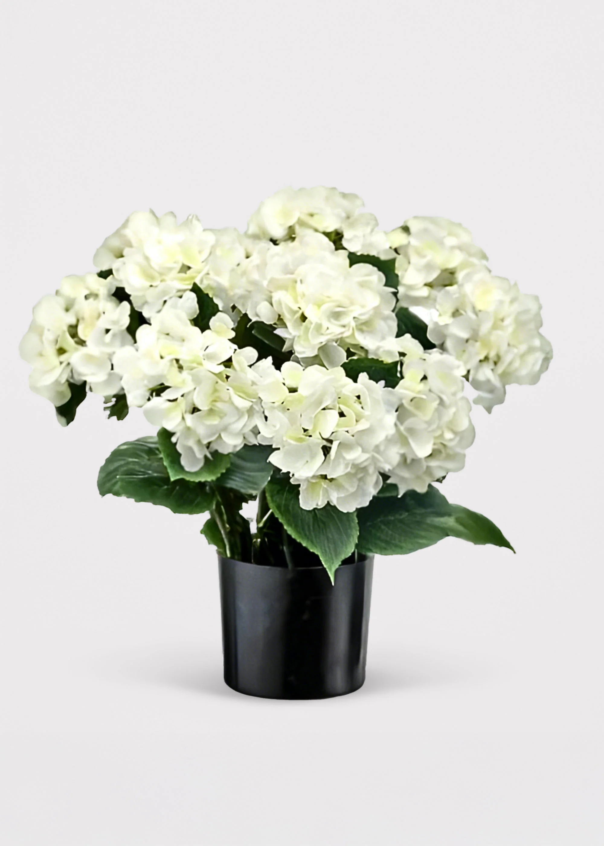 Potted Fake Hydrangea in White Green - 22"