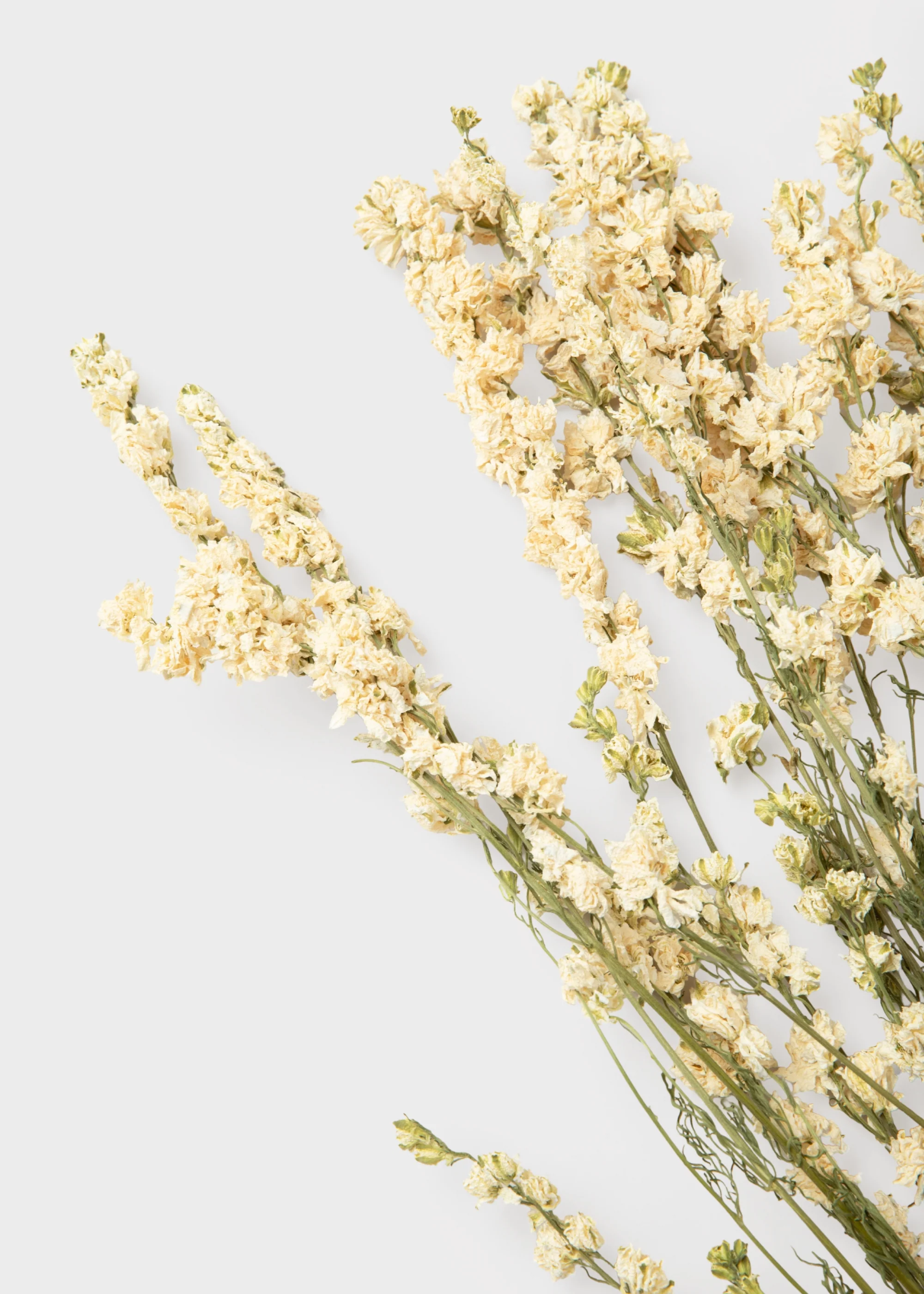 White Larkspur Dried Flower Bundle of 10 Stems - Image 3