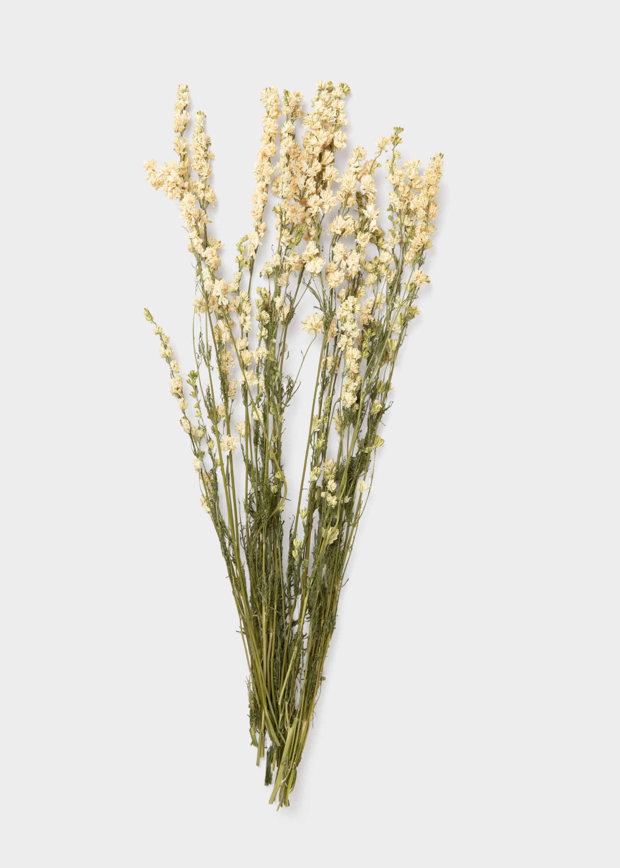 White Larkspur Dried Flower Bundle of 10 Stems - Image 4