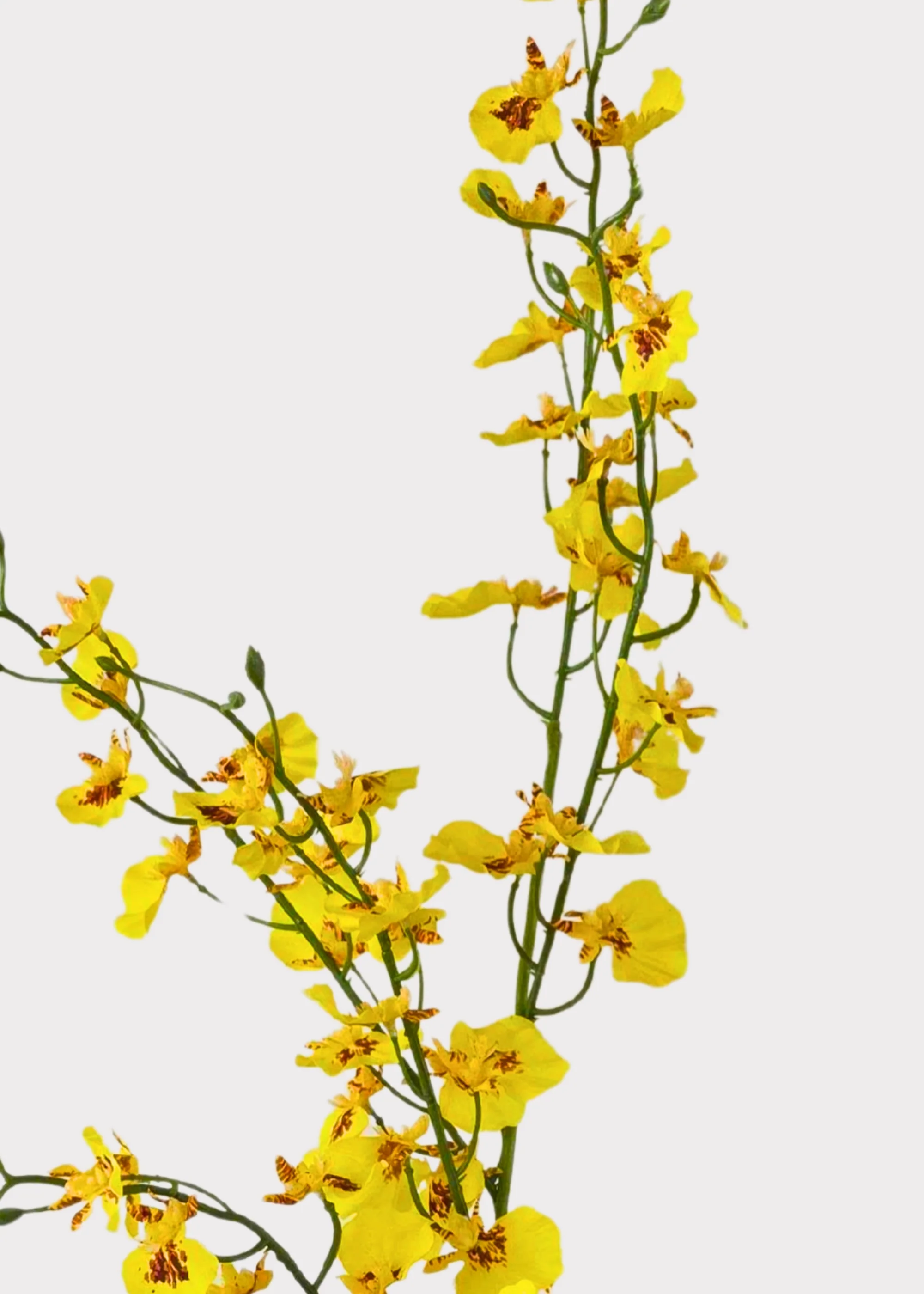 Yellow Natural Touch Oncidium Orchid Plant in Clay Pot - 29" - Image 2