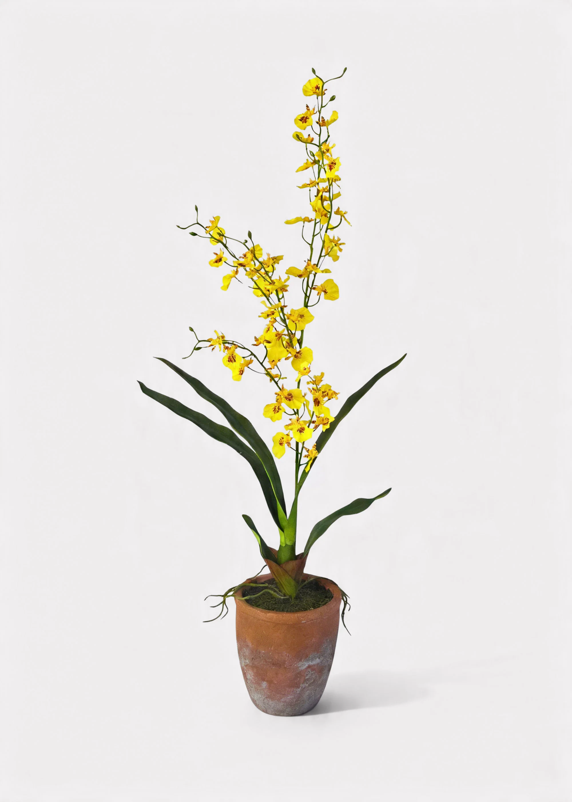 Yellow Natural Touch Oncidium Orchid Plant in Clay Pot - 29" - Image 3