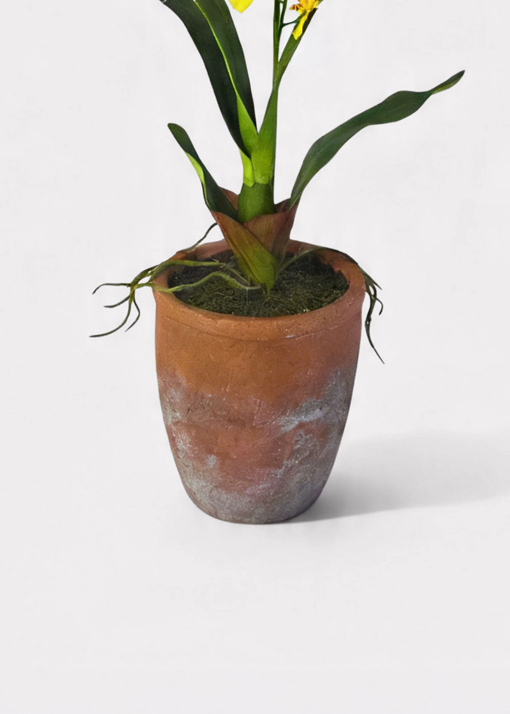 Yellow Natural Touch Oncidium Orchid Plant in Clay Pot - 29" - Image 4